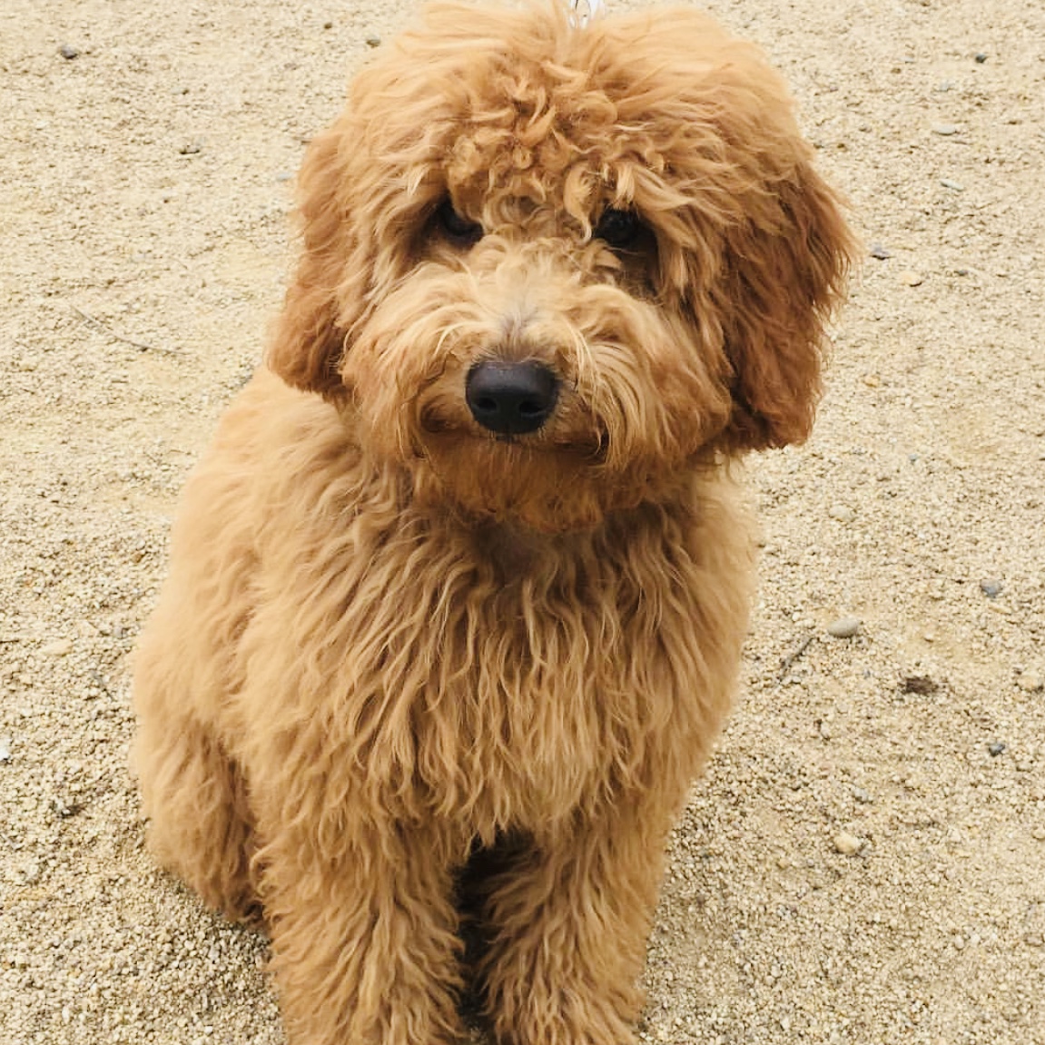 15 lb goldendoodle